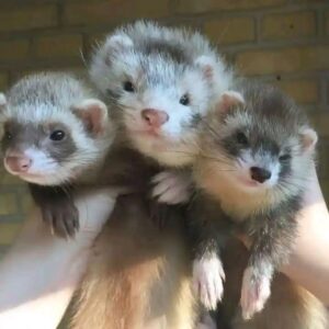 anna, joshep,letty