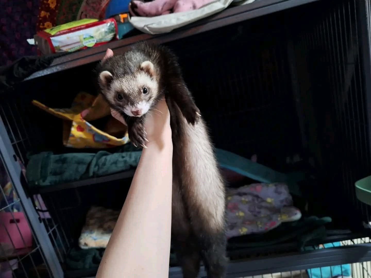 tom